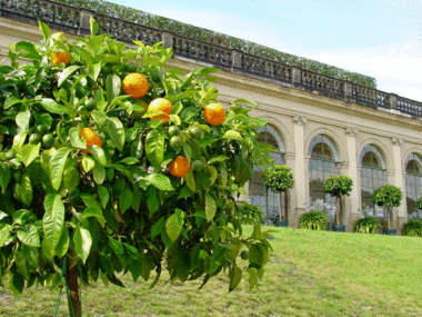 Dolní oranžérie v Barokní zahradě Großsedlitz