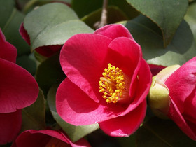 Rote Kamelienblüte im Pillnitzer Schlosspark Sachsen