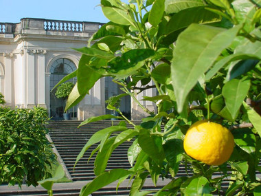 Pomarańcze w Ogrodzie Barokowym Großsedlitz