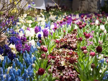 Dresdner Frühling im Palais