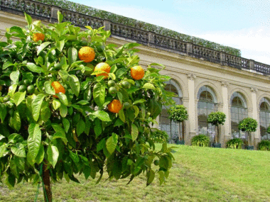 Sachsen im Orangenfieber - Barockgarten Großsedlitz