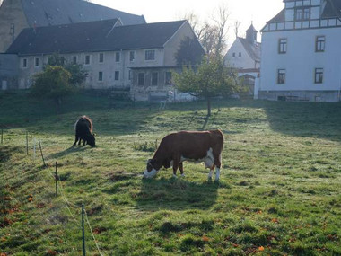 Rinder auf der Klosterweide