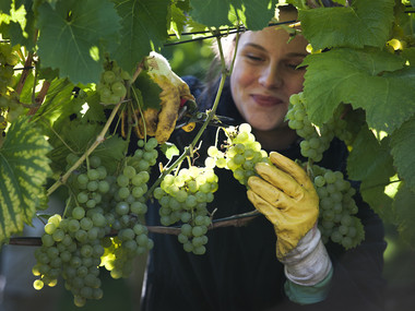 Sklizeň hroznů na vinobraní na zámku Wackerbarth