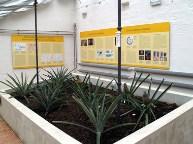 Pineapple growing at the castle nursery – Prince Pueckler Park