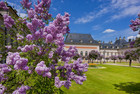 Schloss und Park Pillnitz - Fliederhof